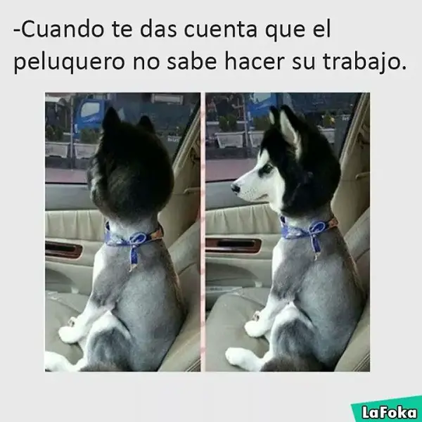 Imágenes graciosas con animales