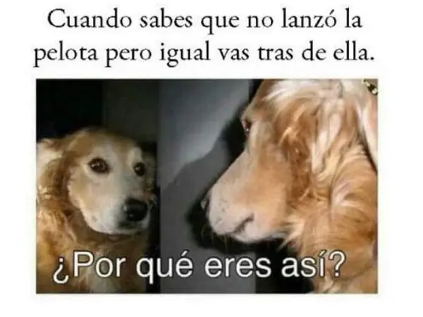 Imágenes graciosas con animales