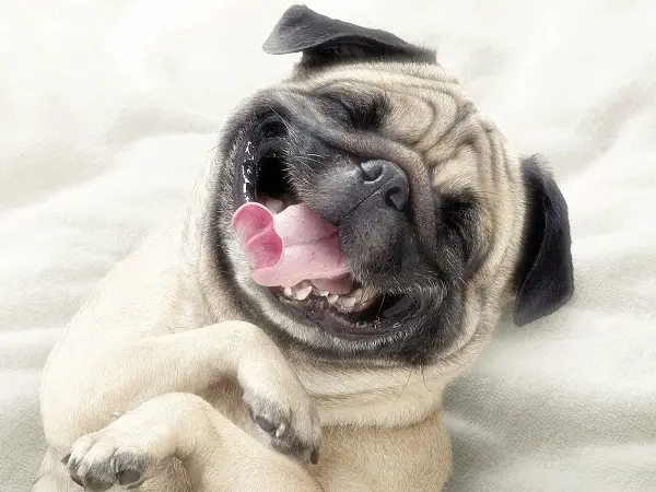 Imágenes graciosas con perros