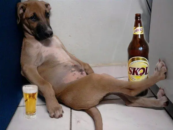 Imágenes graciosas con perros
