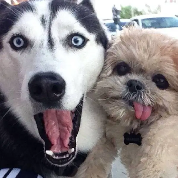 Imágenes graciosas con perros