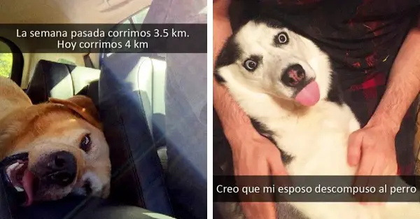 Imágenes graciosas con perros