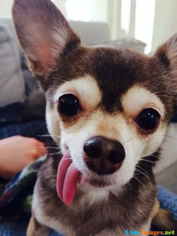 Imágenes graciosas con perros