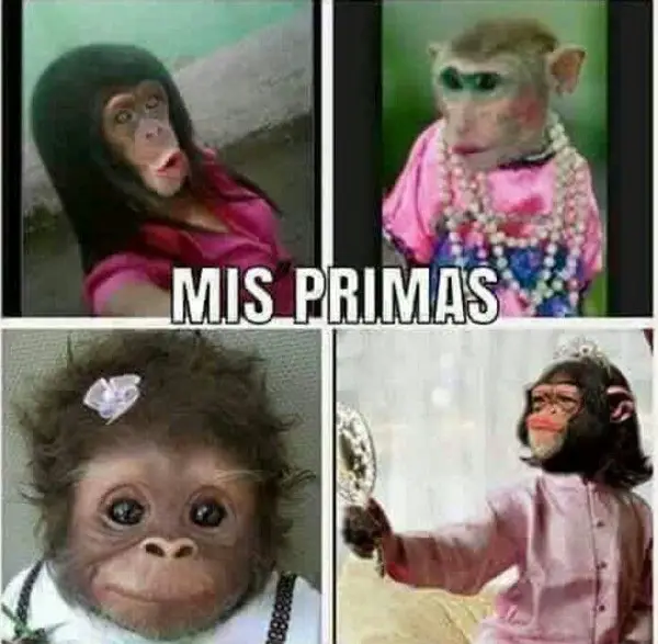 Imágenes graciosas de 4 monas