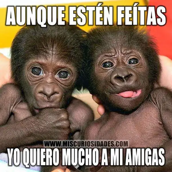 Imágenes graciosas de 4 monas