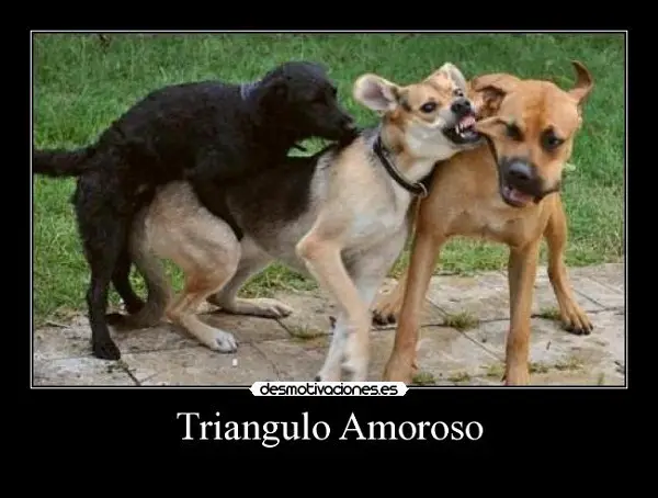 Imágenes graciosas de amor animales