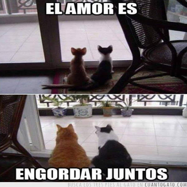 Imágenes graciosas de amor animales