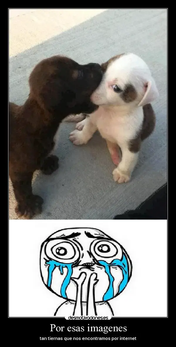 Imágenes graciosas de amor de animales