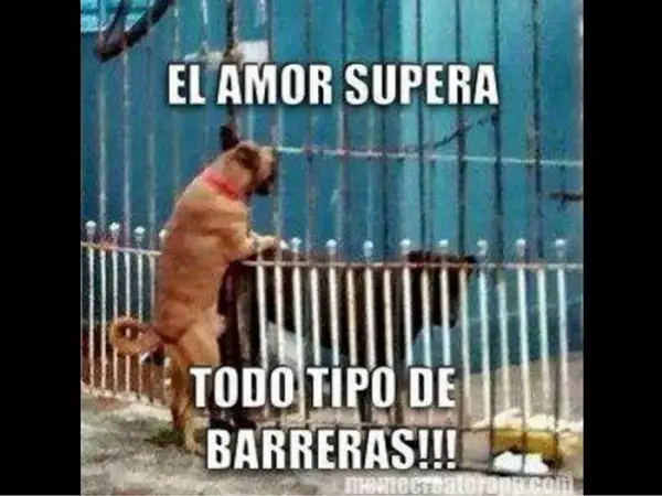 Imágenes graciosas de amor de animales