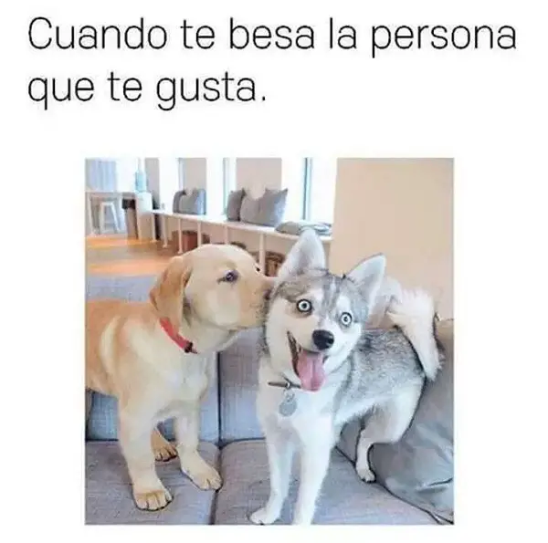 Imágenes graciosas de amor de animales
