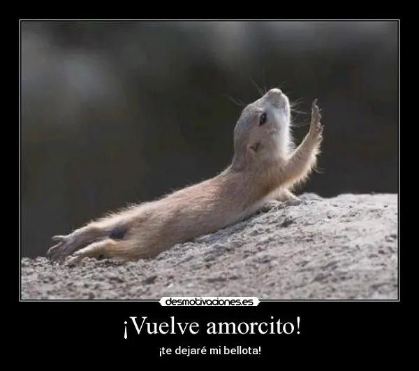 Imágenes graciosas de amor de animales