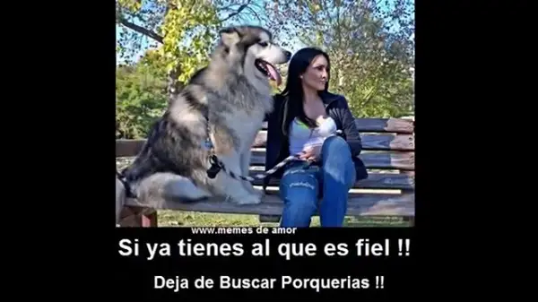 Imágenes graciosas de amor de animales