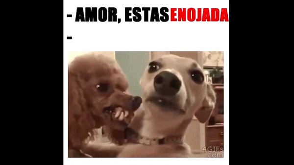 Imágenes graciosas de amor de animales