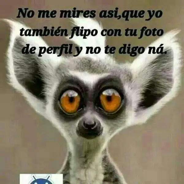 Imágenes graciosas con frases para perfil de whatsapp