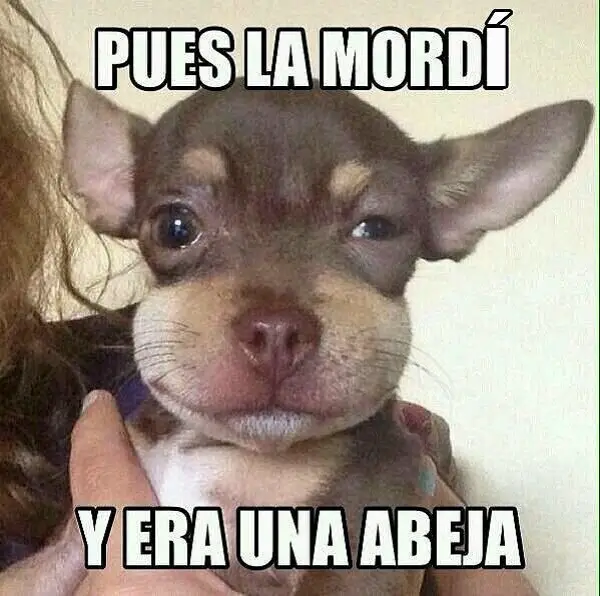 Imágenes graciosas con frases para perfil de whatsapp