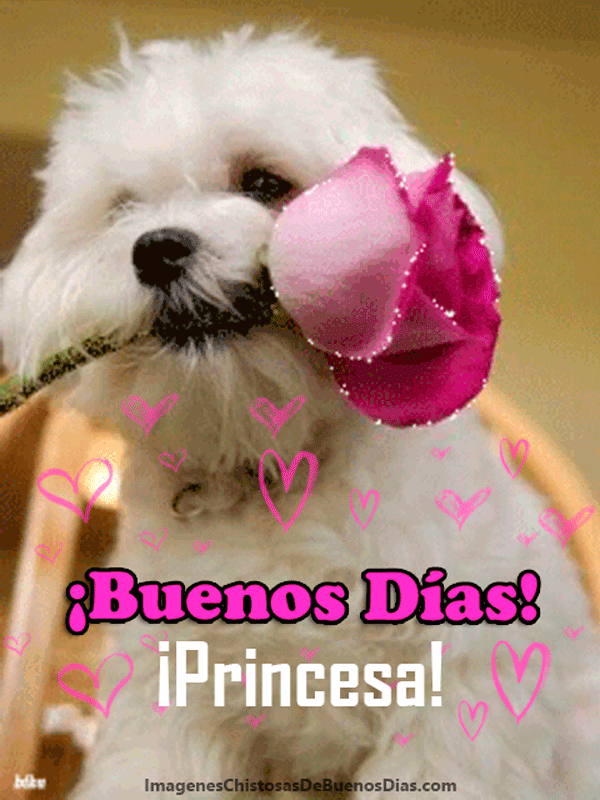 Imágenes graciosas de amor gif