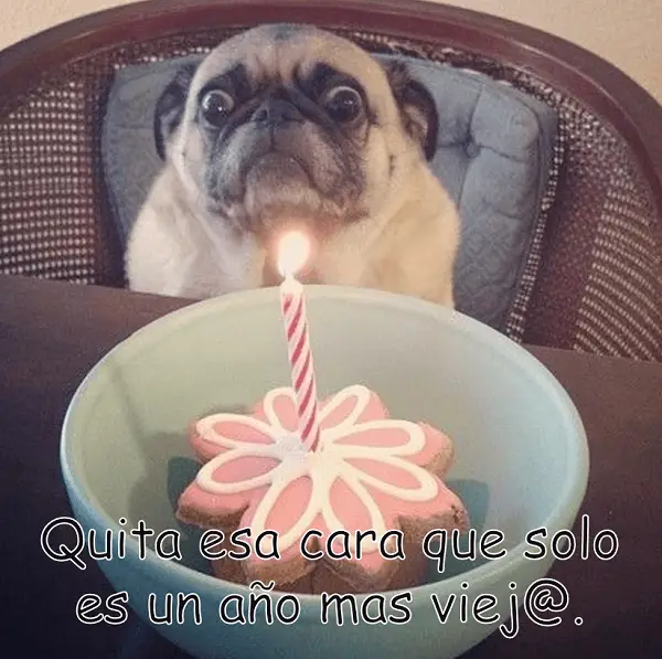 Imágenes graciosas de cumpleaños (8)