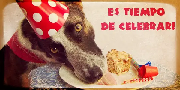 Imágenes graciosas de cumpleaños (8)