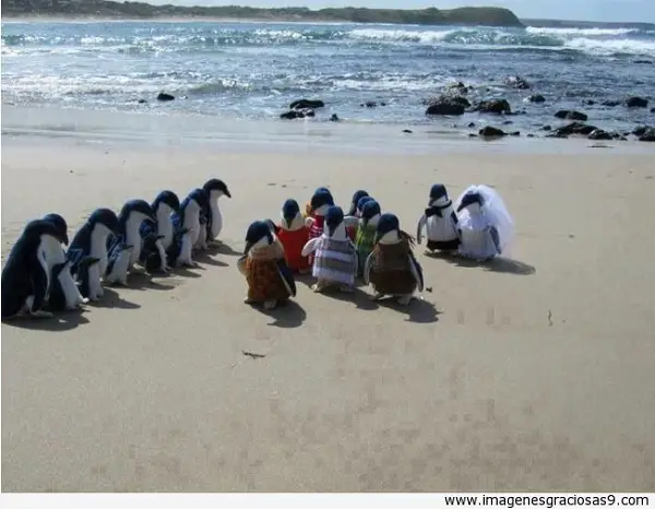Imágenes graciosas en la playa