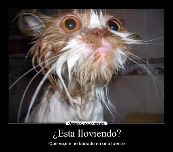 Imágenes graciosas está lloviendo