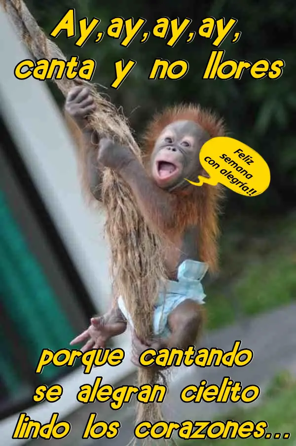 Imágenes graciosas feliz inicio de semana