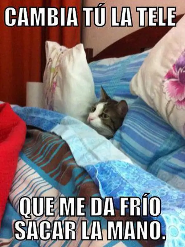 imágenes graciosas frío