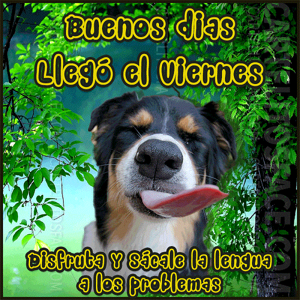 imágenes graciosas gif con movimiento