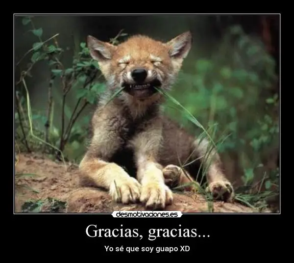 Imágenes graciosas gracias